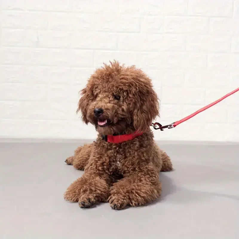 LED Night Safety Dog Leash