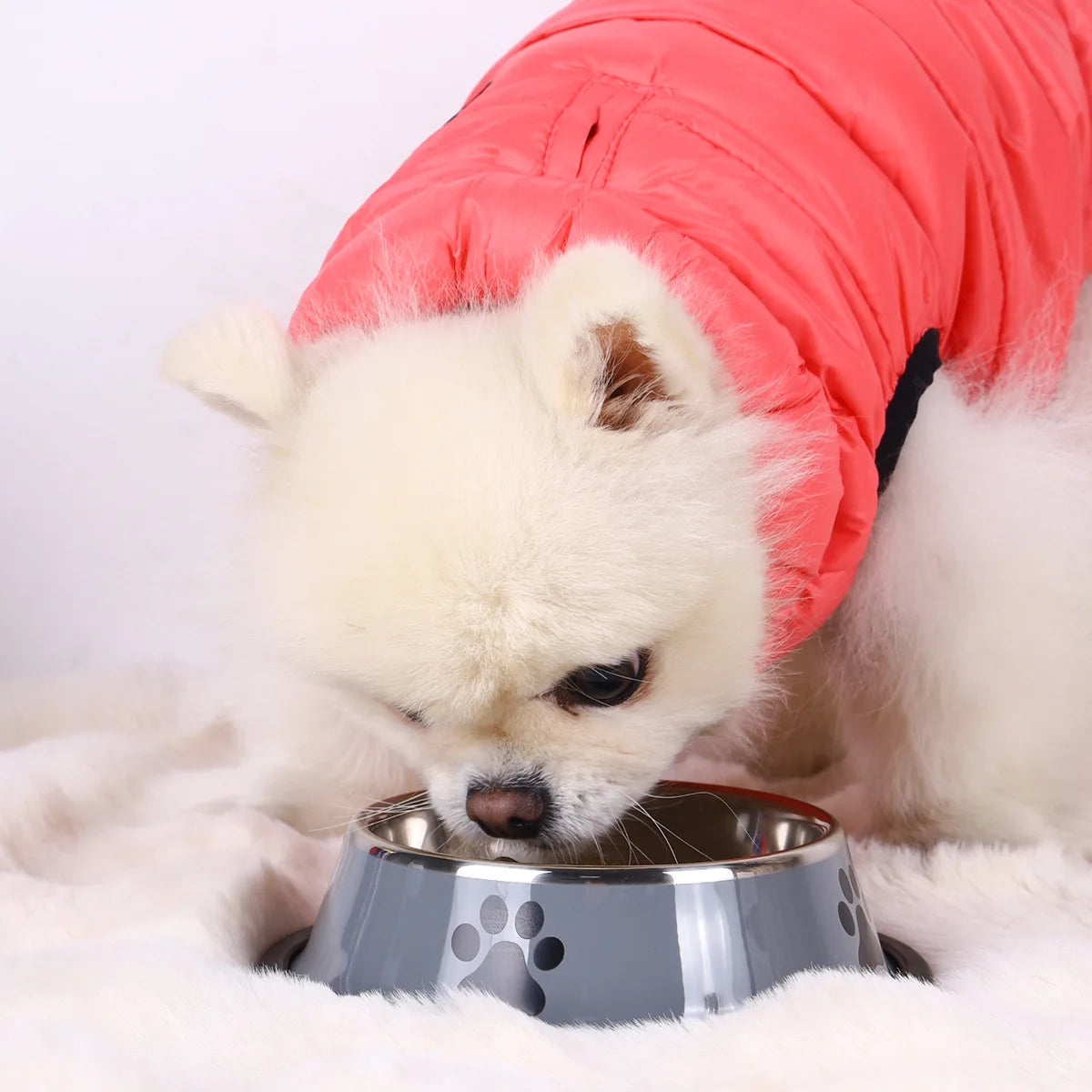 Stainless steel Non-Slip Pet Bowl